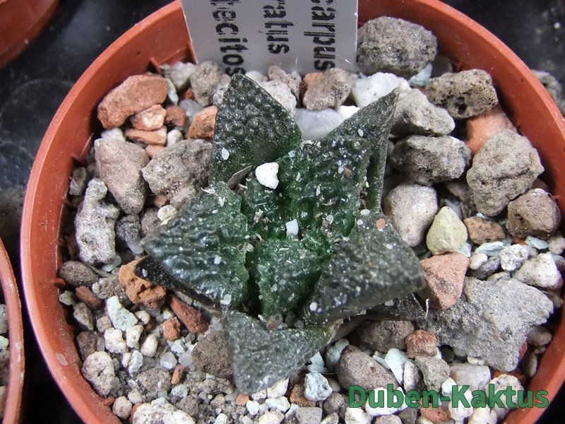 Ariocarpus fissuratus Puertecitos, pot 5,5 cm - 12387028