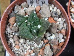Ariocarpus fissuratus Puertecitos, pot 5,5 cm - 12387030