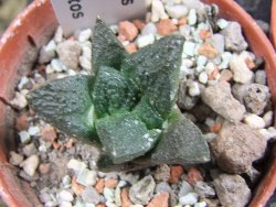 Ariocarpus fissuratus Puertecitos, pot 5,5 cm - 12387031
