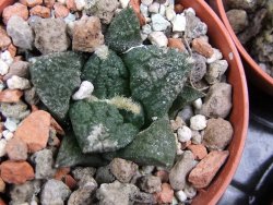 Ariocarpus fissuratus Puertecitos, pot 5,5 cm - 12400590