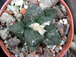 Ariocarpus fissuratus Puertecitos, pot 5,5 cm