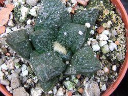 Ariocarpus fissuratus Puertecitos, pot 5,5 cm - 12400592