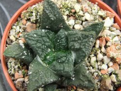 Ariocarpus fissuratus Puertecitos, pot 5,5 cm - 12400593