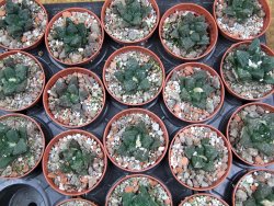 Ariocarpus fissuratus Puertecitos, pot 5,5 cm - 12400594