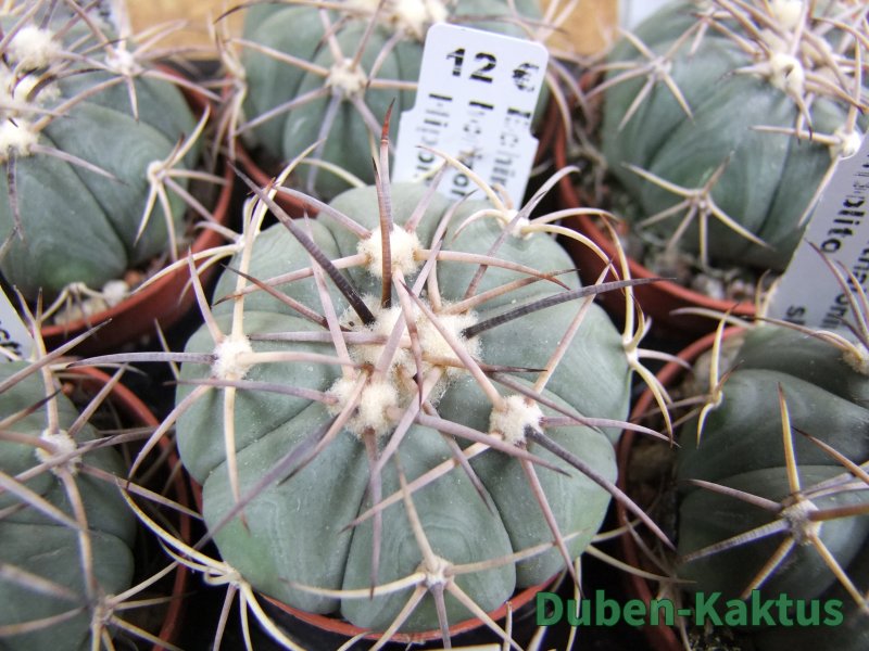 Echinocactus horizonthalonius Hipolito pot 5,5 cm - 12387034