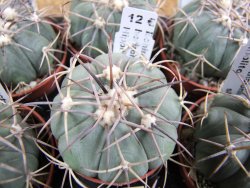 Echinocactus horizonthalonius Hipolito pot 5,5 cm
