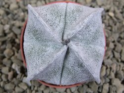 Astrophytum coahuilense quadricostatum, pot 5,5 cm