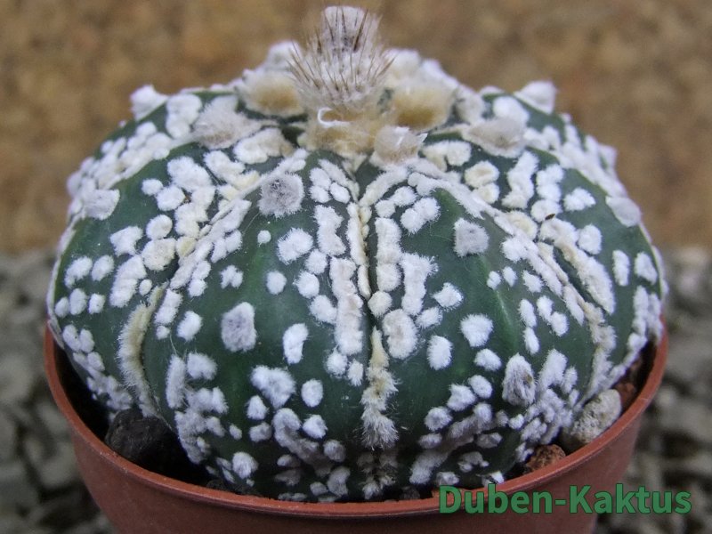 Astrophytum Super Kabuto pot 5,5 cm - 12387226