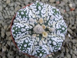 Astrophytum Super Kabuto pot 5,5 cm - 12387222