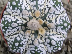 Astrophytum Super Kabuto pot 5,5 cm - 12387223