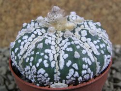 Astrophytum Super Kabuto pot 5,5 cm - 12387225
