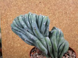 Myrtilocactus geometrizans cristata V 10 cm