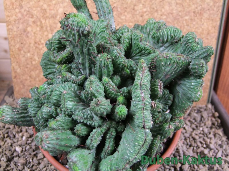 Euphorbia enopla cristata plant pot 15 cm V 11 - 12387477