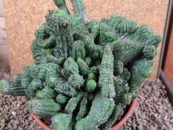 Euphorbia enopla cristata plant pot 15 cm V 11