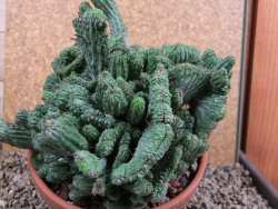 Euphorbia enopla cristata plant pot 15 cm V 11 - 12387478