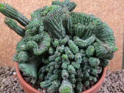 Euphorbia enopla cristata plant pot 15 cm V 11 - 12387480