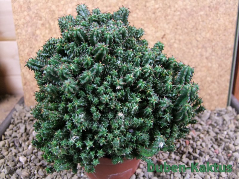 Euphorbia horida monstrosa 12 cm - 12387492