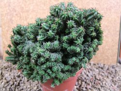 Euphorbia horida monstrosa 12 cm - 12387494