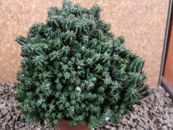 Euphorbia horida monstrosa 12 cm - 12387495