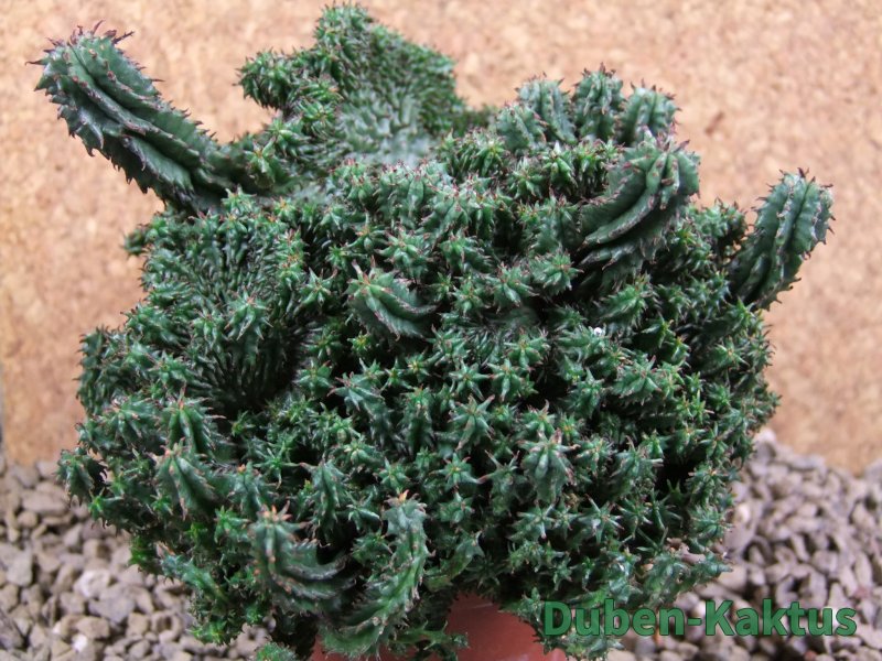 Euphorbia horida monstrosa 14 cm - 12387496
