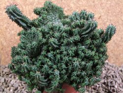 Euphorbia horida monstrosa 14 cm