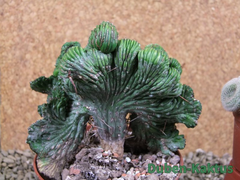 Euphorbia enopla cristata pot 10 cm - 12387537