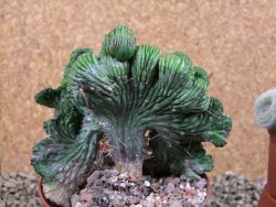 Euphorbia enopla cristata pot 10 cm