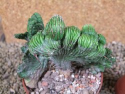 Euphorbia enopla cristata pot 10 cm - 12387538