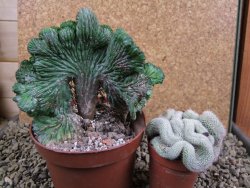 Euphorbia enopla cristata pot 10 cm - 12387540