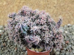 Myrtilocactus strictum 8 x V 5 cm