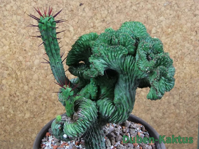 Euphorbia enopla cristata V 12 cm, pot 13 cm - 12387640