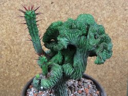 Euphorbia enopla cristata V 12 cm, pot 13 cm