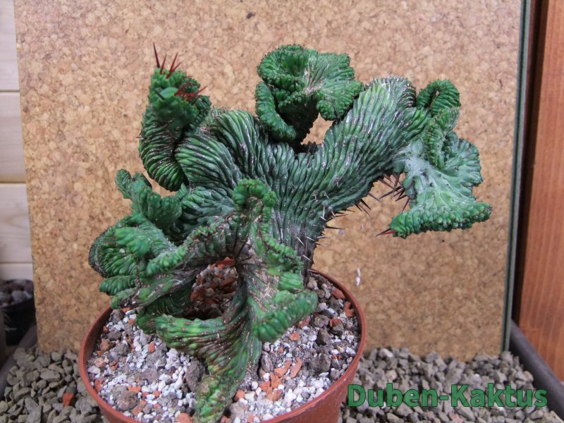 Euphorbia enopla cristata V 11 cm, pot 12 cm - 12387644
