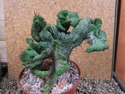 Euphorbia enopla cristata V 11 cm, pot 12 cm