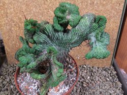 Euphorbia enopla cristata V 11 cm, pot 12 cm - 12387645