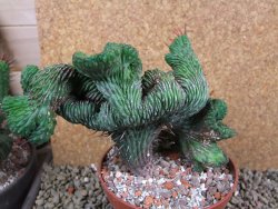 Euphorbia enopla cristata V 11 cm, pot 12 cm - 12387646