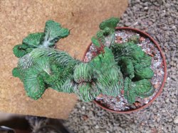 Euphorbia enopla cristata V 11 cm, pot 12 cm - 12387647