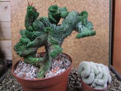Euphorbia enopla cristata V 11 cm, pot 12 cm - 12387648