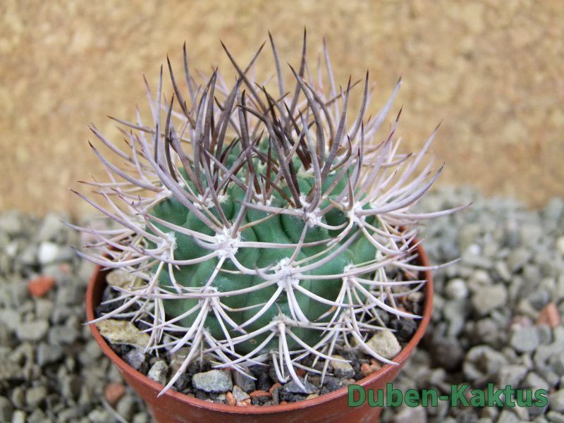 Pyrrhocactus bulbocalyx, pot 7 cm - 12387654