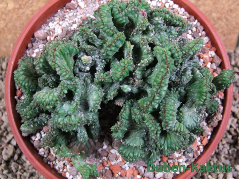 Euphorbia enopla cristata, pot 17 cm - 12387681