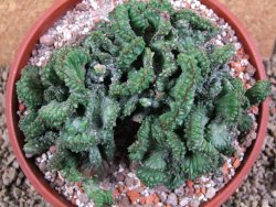 Euphorbia enopla cristata, pot 17 cm