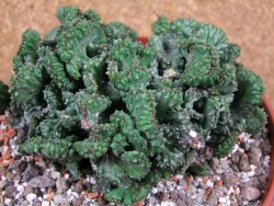 Euphorbia enopla cristata, pot 17 cm - 12387683