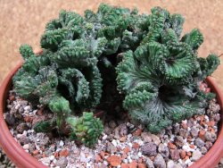 Euphorbia enopla cristata, pot 17 cm - 12387684