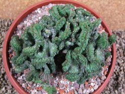 Euphorbia enopla cristata, pot 17 cm - 12387685