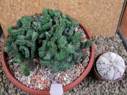 Euphorbia enopla cristata, pot 17 cm - 12387686