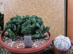 Euphorbia enopla cristata, pot 17 cm - 12387687