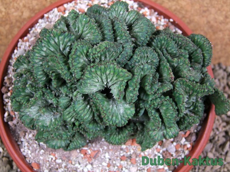 Euphorbia enopla cristata, pot 17 cm - 12387688