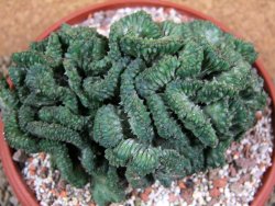 Euphorbia enopla cristata, pot 17 cm - 12387692