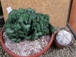 Euphorbia enopla cristata, pot 17 cm - 12387693