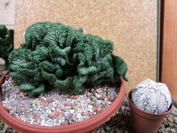 Euphorbia enopla cristata, pot 17 cm - 12387694